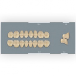 Vita zuby MFT 1M1 PL31 (B1) zadní dolní 8ks