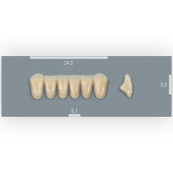 Vita zuby MFT 1M1 L34 (B1) přední dolní 6ks Vita zuby MFT 1M1 L34 (B1) přední dolní 6ks