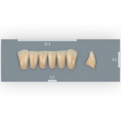 Vita zuby MFT 2M2 L37 (A2) přední dolní 6ks