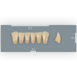 Vita zuby MFT 3R2,5 L37 (A3,5) přední dolní 6ks Vita zuby MFT 3R2,5 L37 (A3,5) přední dolní 6ks